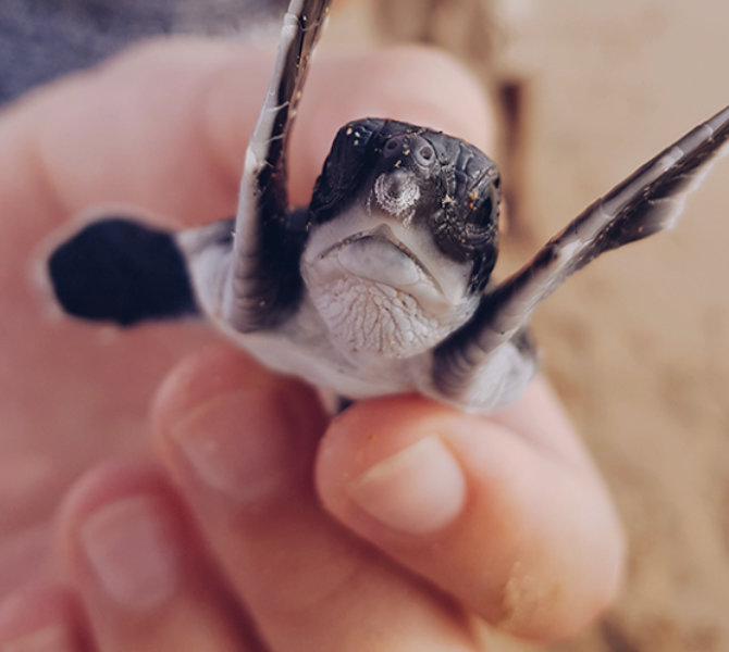 Junge Meeresschildkröte wird vorsichtig in einer Hand gehalten im Hintergrund ist Sandstrand unscharf zu erkennen