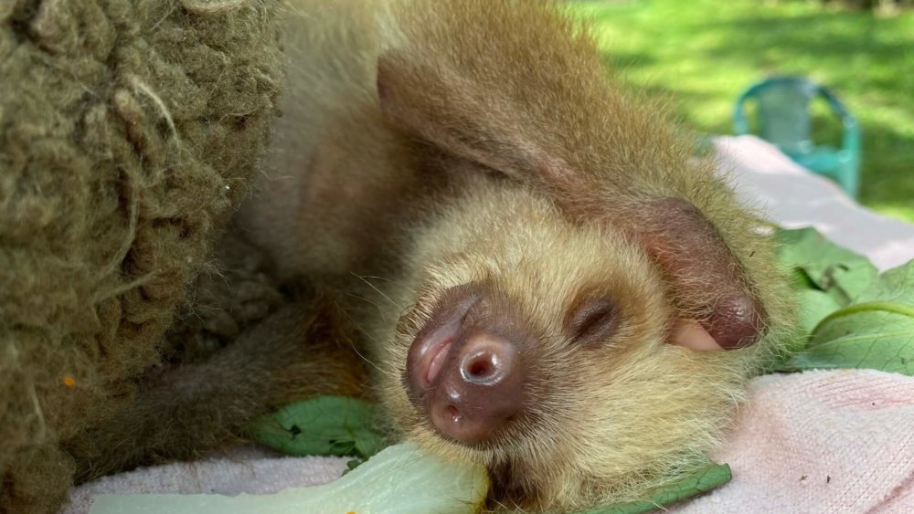 Anna-Sofia-Wildlife-Costa-Rica