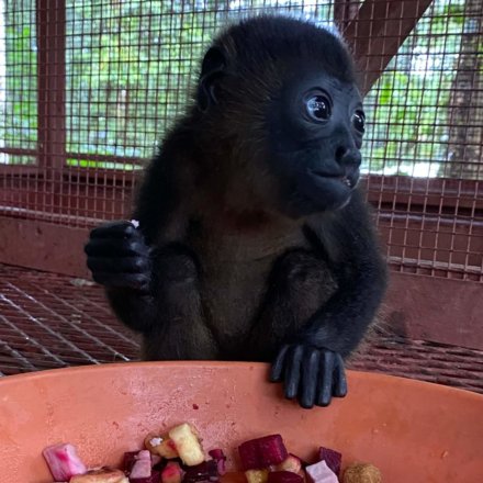 Anna-Sofie-Wildlife-Costa-Rica