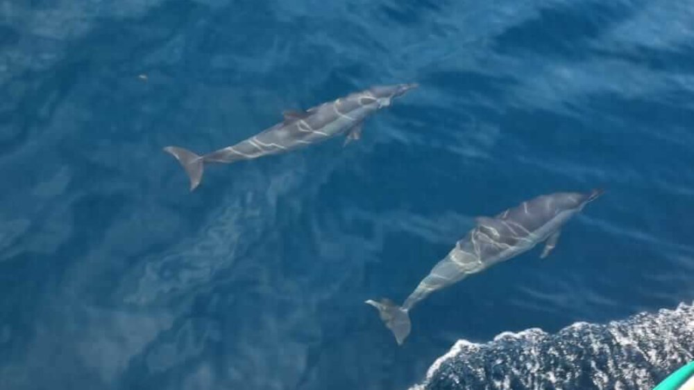 delfine-tom-sch-sri-lanka