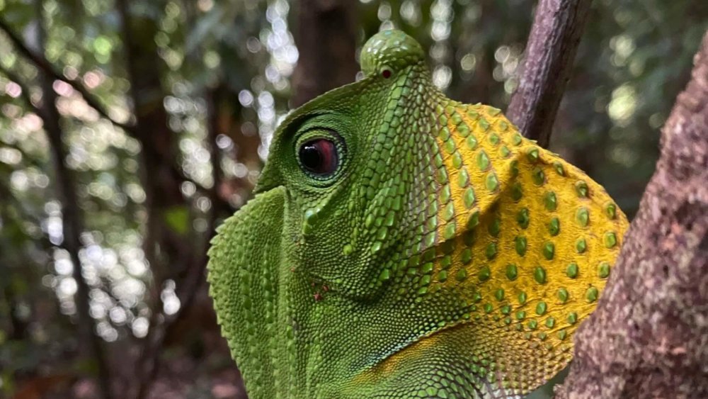 sri-lanka-geko-wildlife-tom-sch