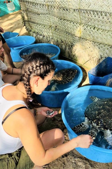 Sri-lanka-Meeresschildkröten