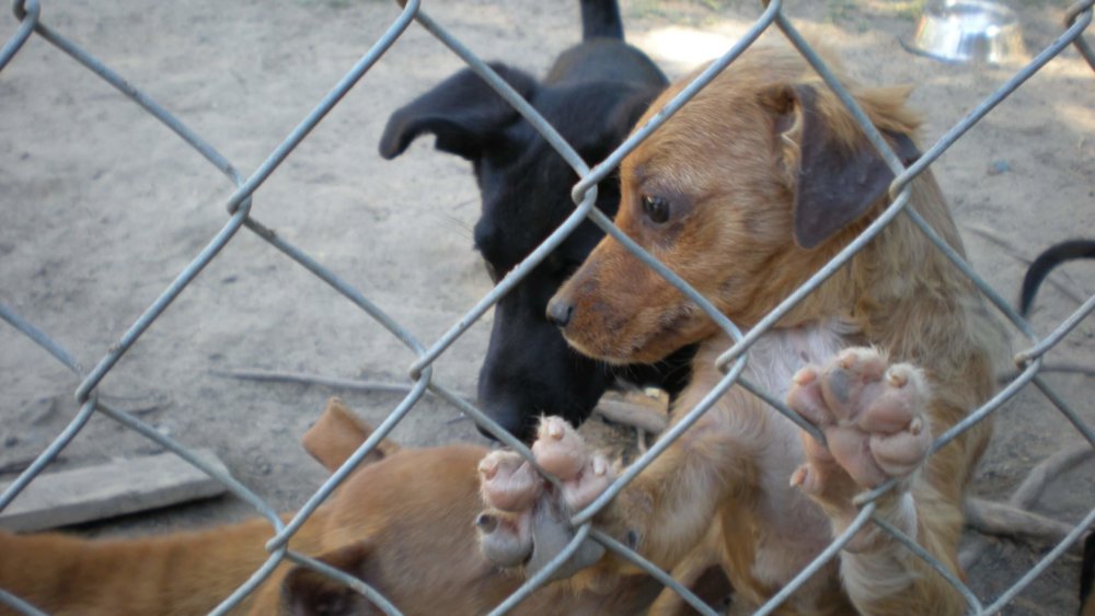 Südafrika-Tierheim-Projekt-Wildlife-Tierschutz-Lisa-Marie-Sch