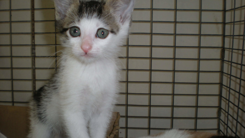 Südafrika-Tierheim-Projekt-Wildlife-Tierschutz-Lisa-Marie-Sch-Katze