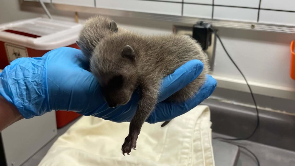 Kanada-Wildlife-Save-the-Planet-Alice-T