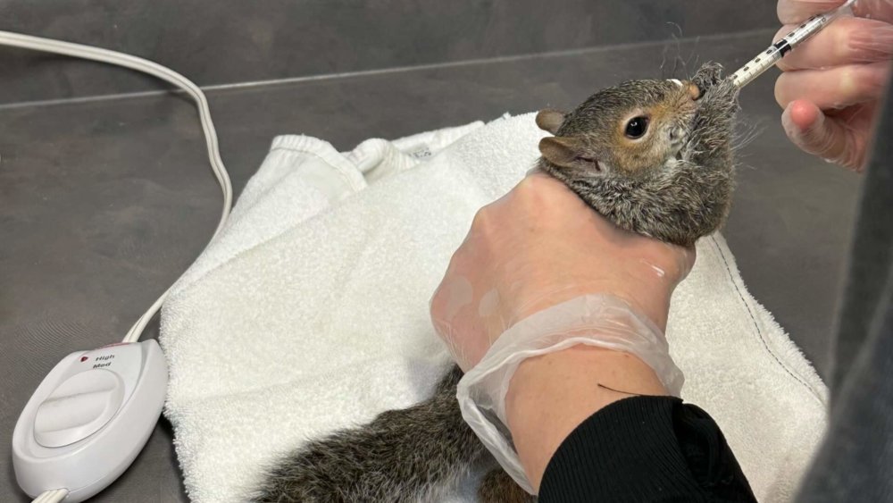 Kanada-Wildlife-Lotta-o