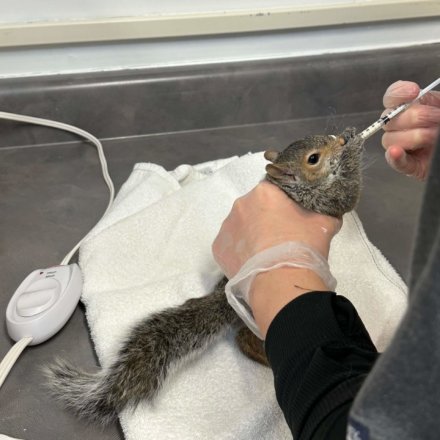 Kanada-Wildlife-Lotta-o