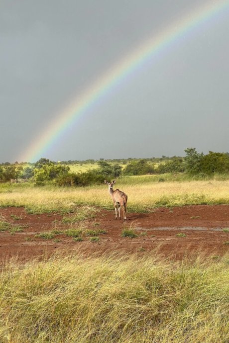 nina-südafrika-regenbogen-wildlife