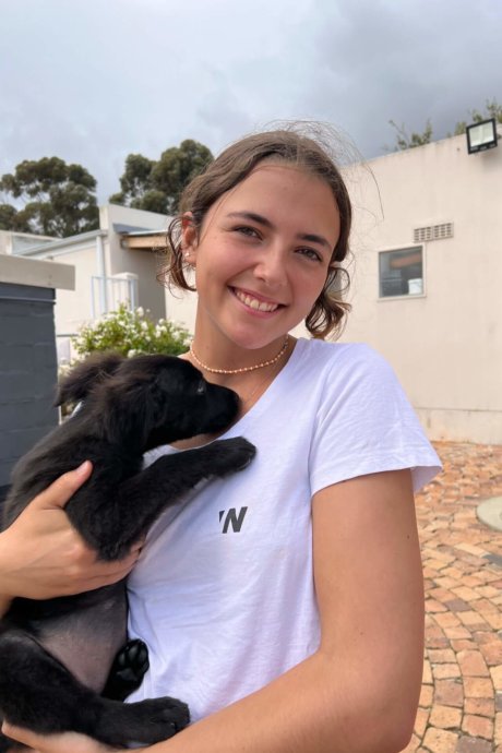 straßenhunde-wildlife-südafrika