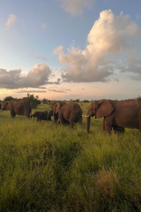 Südafrika-Elefanten-Landschaft