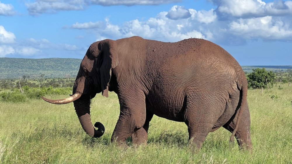 Wildlife-Krüger-Südafrika-Elefant