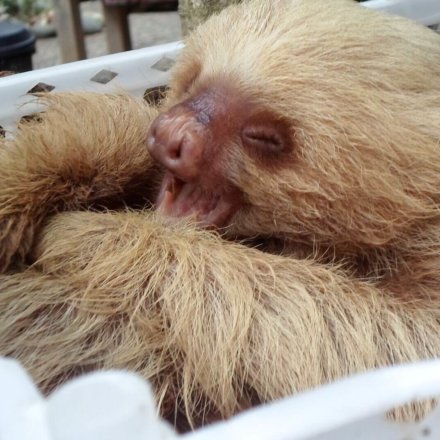 costa-rica-wildlife-faultier