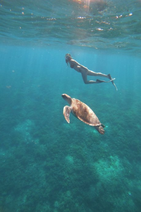 meeresschidlkröten-bali-save-the-planet