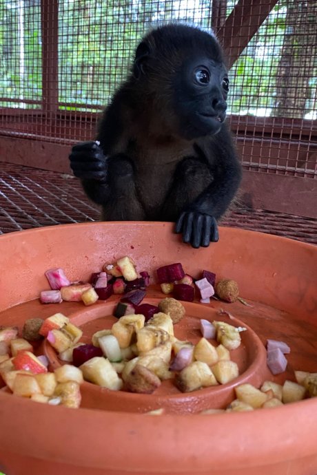 costa-rica-affe-wildlife