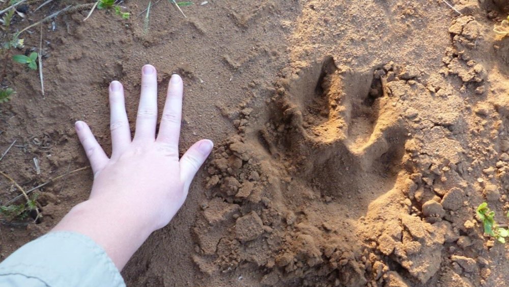 Wildlife-Krüger-Südafrika