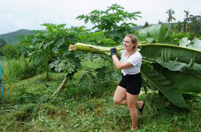 Freiwillige trägt Bananenstamm bei Landwirtschaftsprojekt mit Wayers auf tropischer Farm