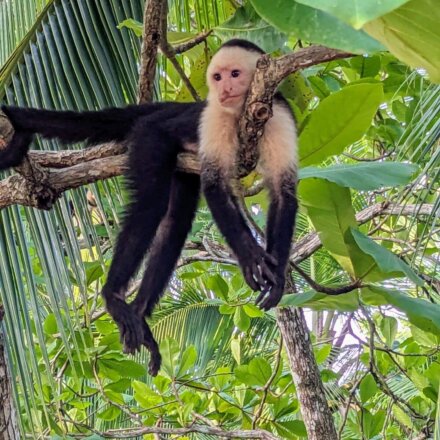 Kapuzineraffe liegt entspannt auf einem Ast im tropischen Regenwald umgeben von dichtem grünen Blätterdach.