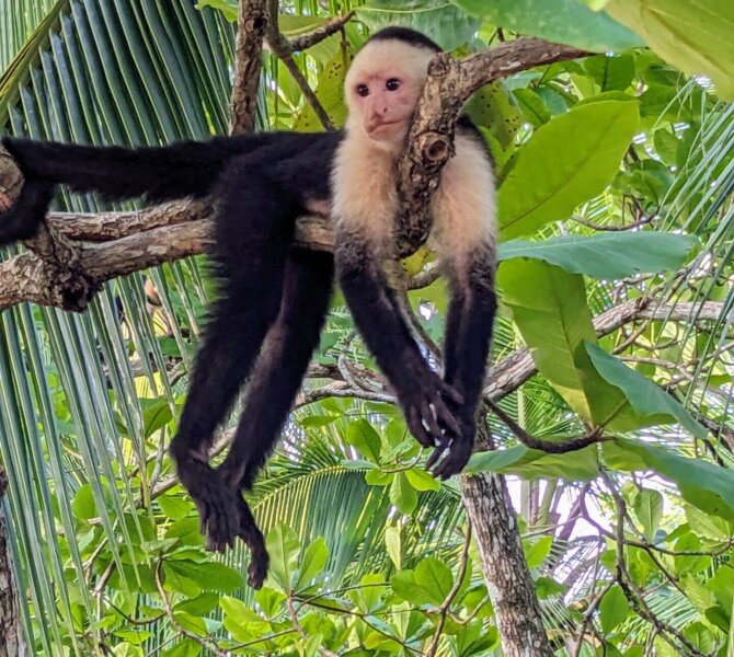 Kapuzineraffe liegt entspannt auf einem Ast im tropischen Regenwald umgeben von dichtem grünen Blätterdach.