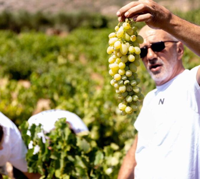 Mann 50 + zeigt eine Traube bei der Ernte im sonnigen Weinberg, umgeben von Reben.