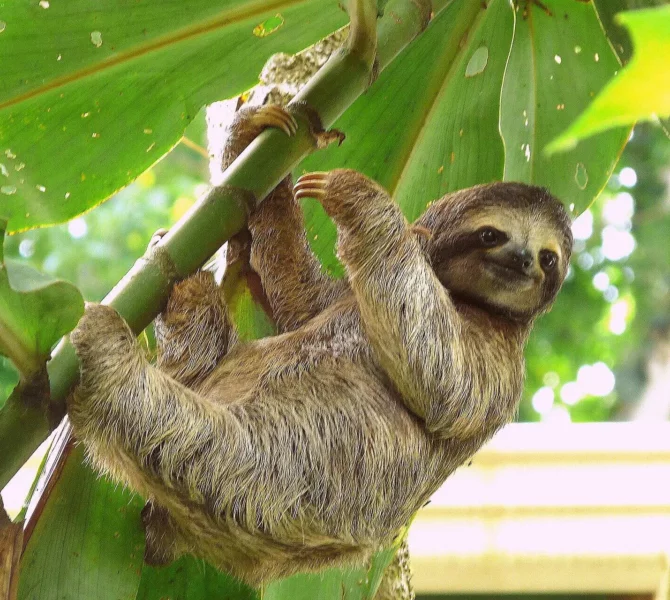Dreifinger-Faultier hängt an einem Ast unter großen Blättern im tropischen Regenwald in Costa Rica.