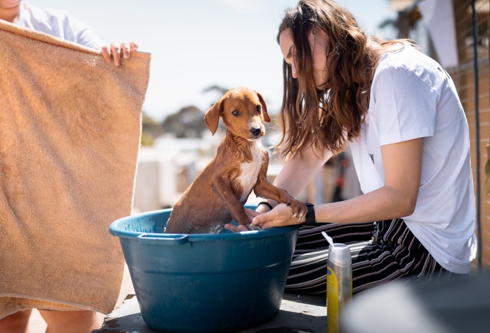 Tierheim-Projekt in Südafrika