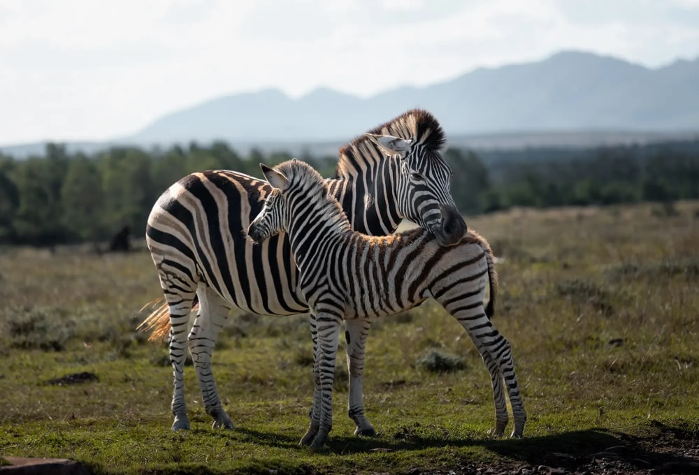 Tag 4: Safari im Addo Nationalpark