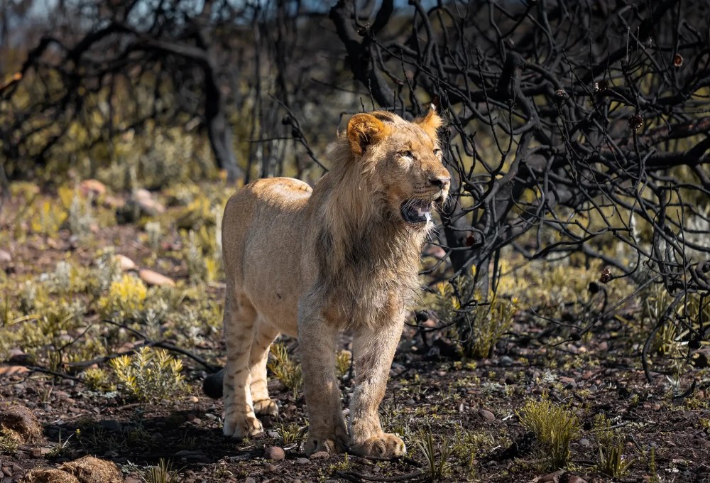 Tag 8: Botlierskop Safari