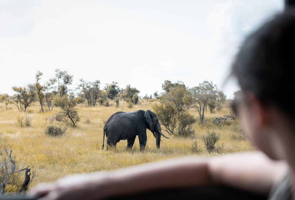 Wildlife Krüger Nationalpark in Südafrika