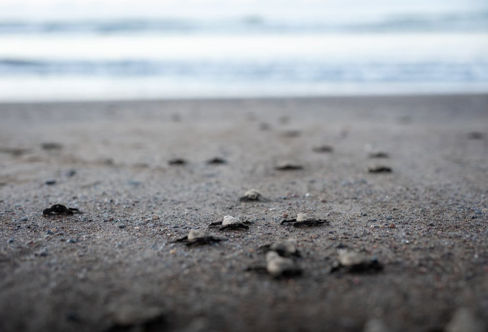 Dein Projekt (im Land verteilt, außerhalb von Puerto Viejo)