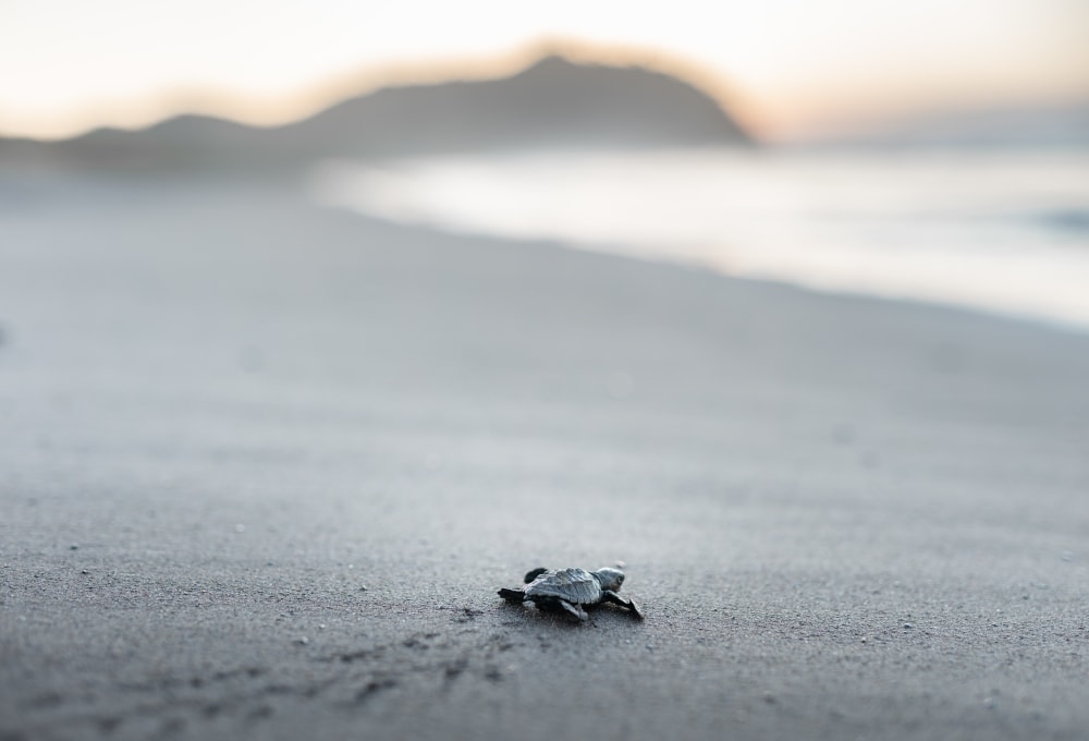 Meeresschildkrötenprojekt in Costa Rica (Pazifikküste)