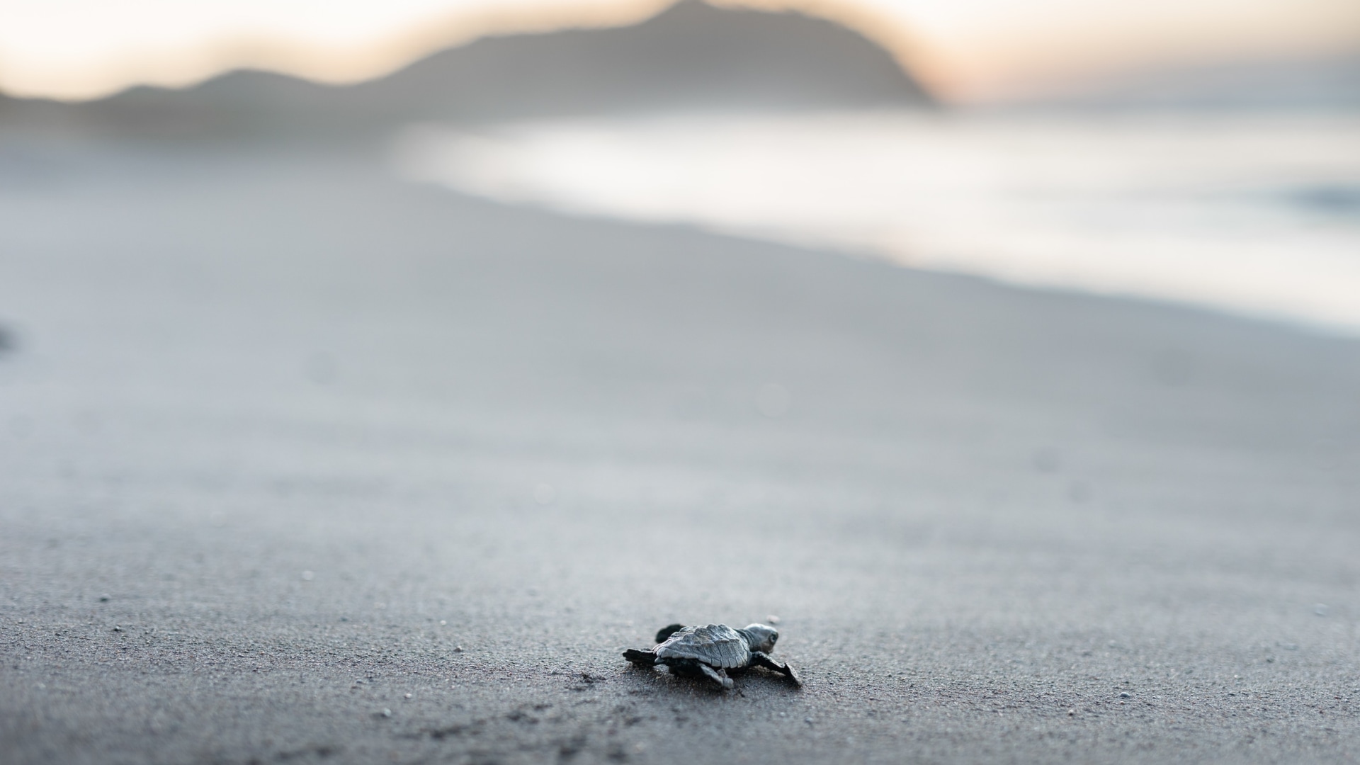 Meeresschildkrötenprojekt in Costa Rica (von Heredia aus)