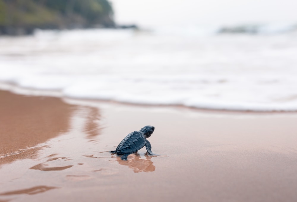 Woche 1/folgend - Dein Projekt