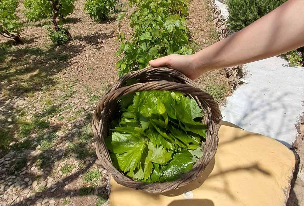 Dein Projekt auf Lipsi Island