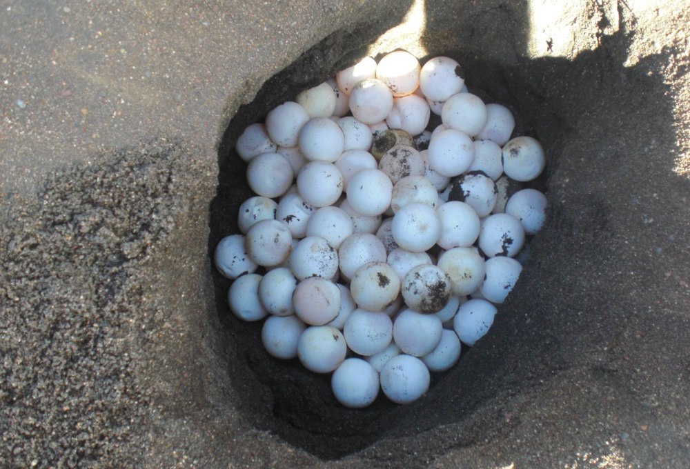 Dein Projekt (im Land verteilt, außerhalb von Puerto Viejo)