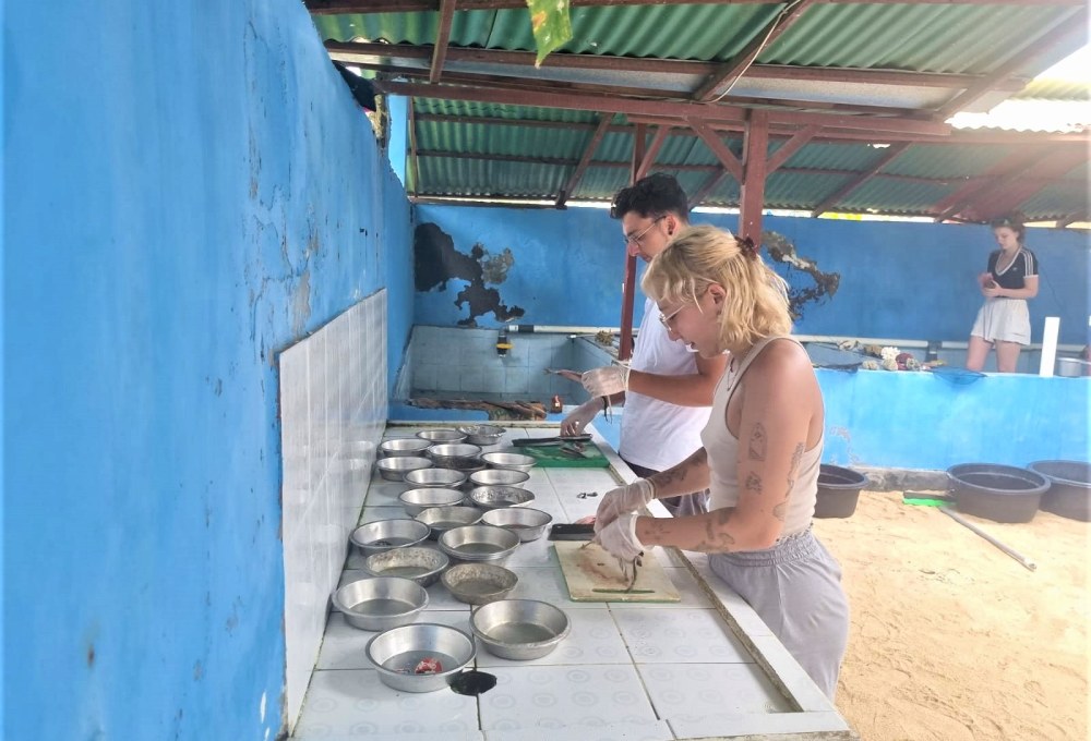 Woche 1: Dein Meeresschildkröten-Projekt