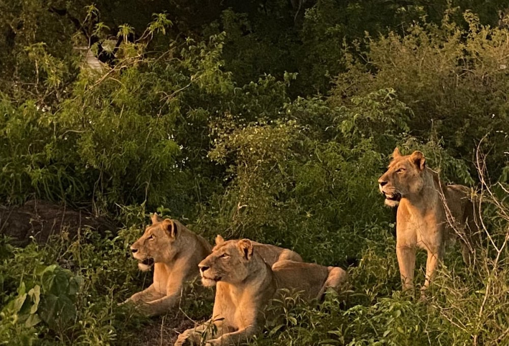Beispiel für eine typische Woche in deinem Projekt
