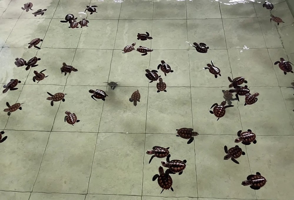 Tag 8: Bootstour & Schnorcheln 