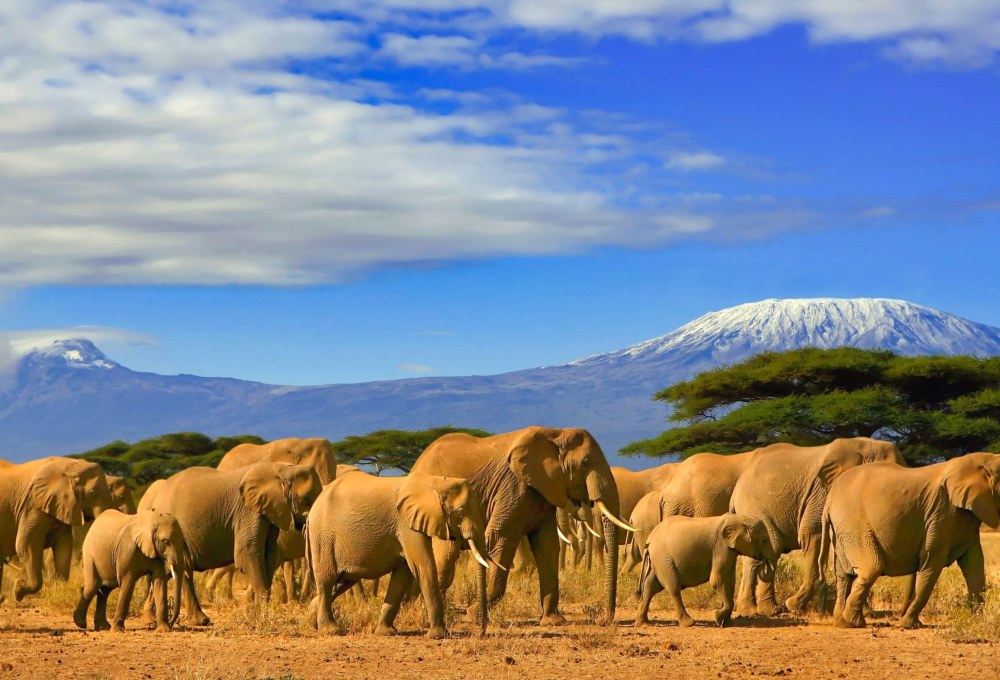 Safari Tour Tansania