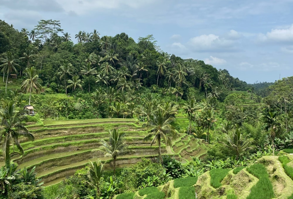 Tag 6: Ubud