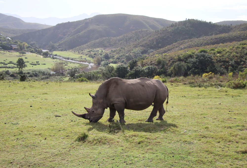 Tag 8: Botlierskop Safari
