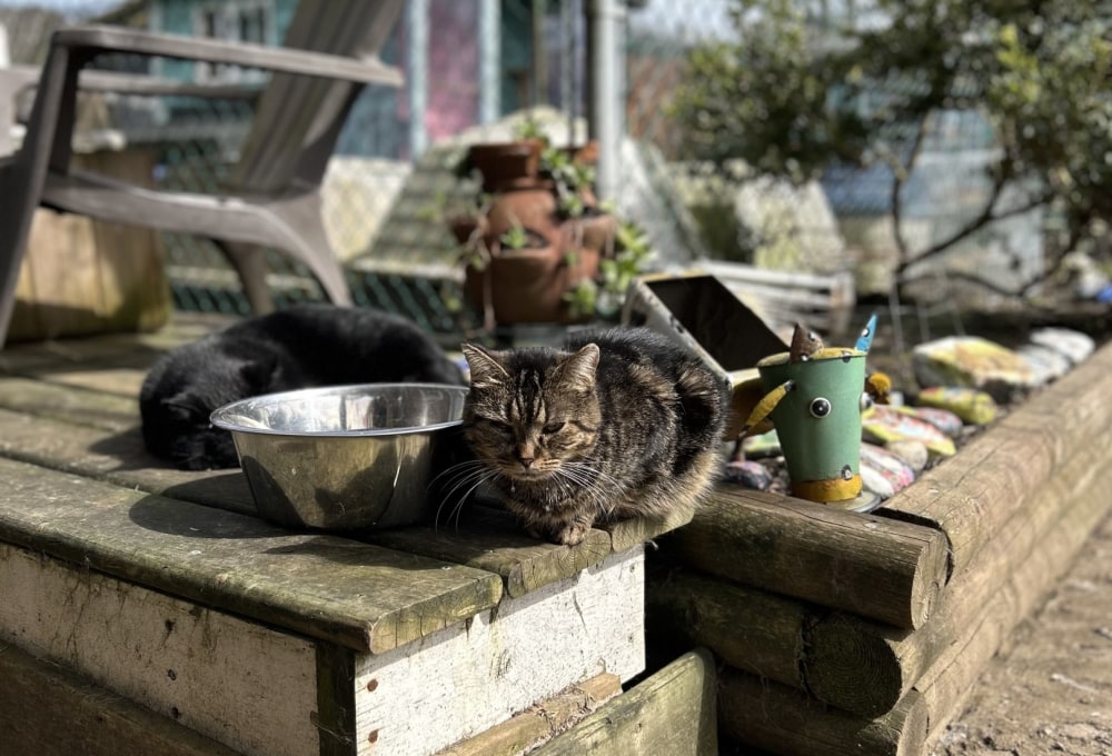 Ab Tag 3 - Dein Projekt