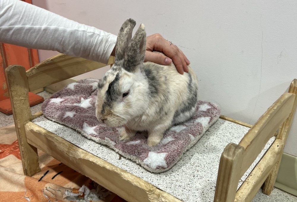 Tierschutz-Projekt in Kanada (bei Vancouver)