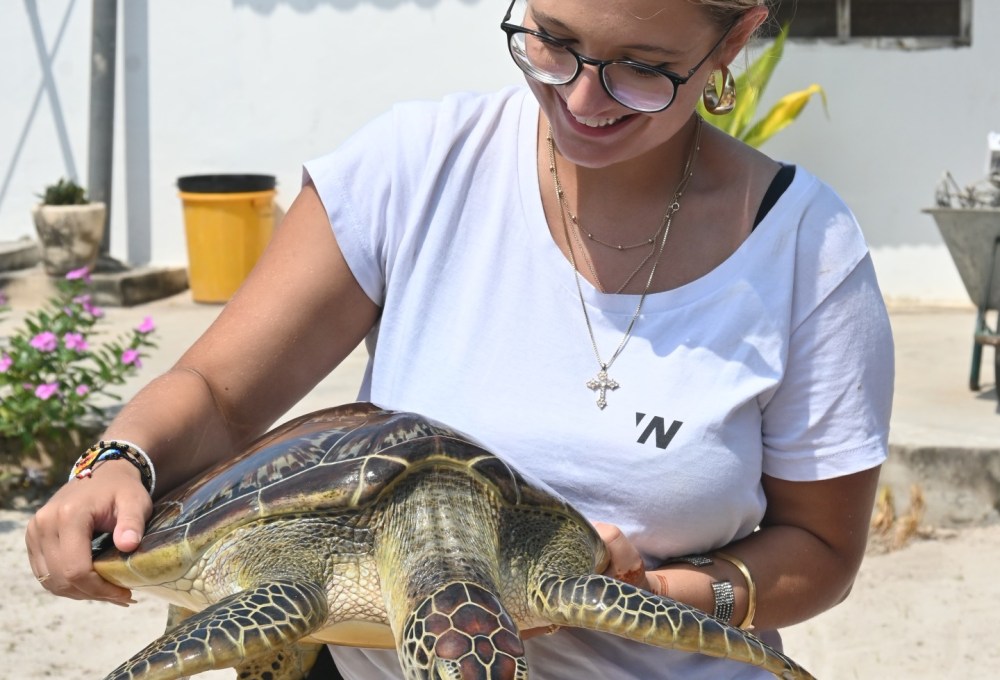 Ab Montag - Dein Meeresschildkröten-Projekt auf Sansibar
