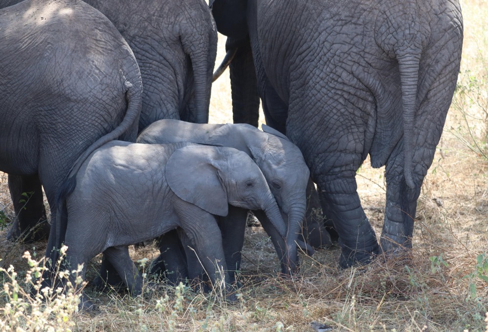 Tag 2: Tarangire Nationalpark