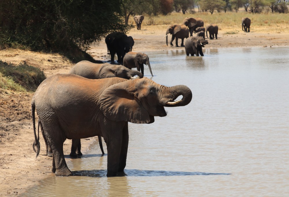 Tag 2: Tarangire Nationalpark