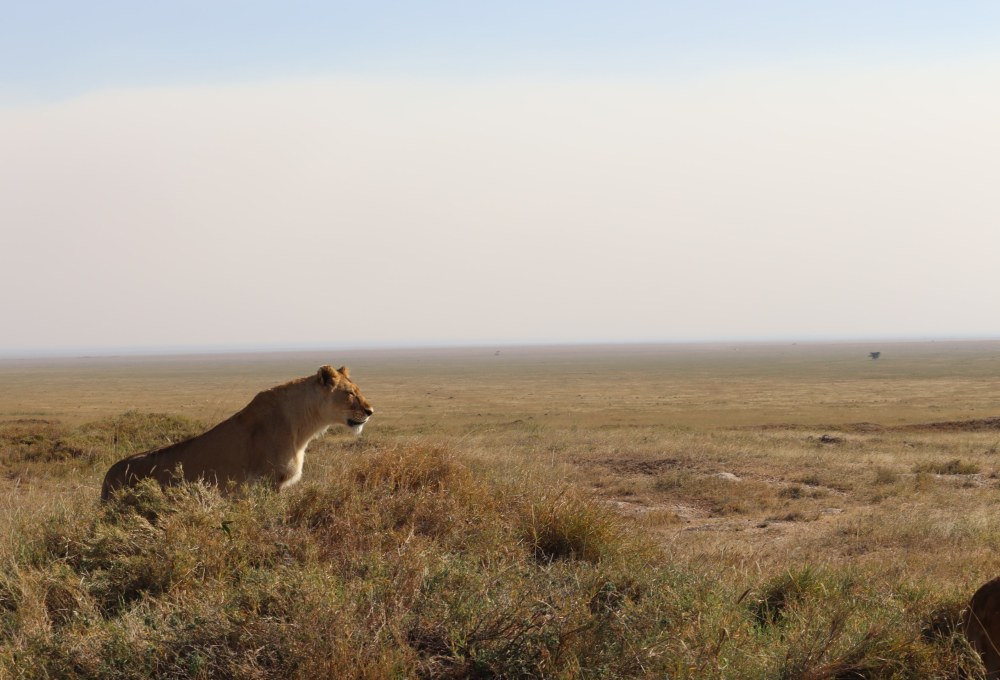 Tag 3: Serengeti Nationalpark