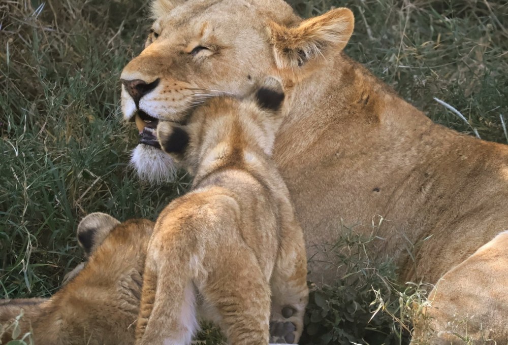 Tag 3: Serengeti Nationalpark