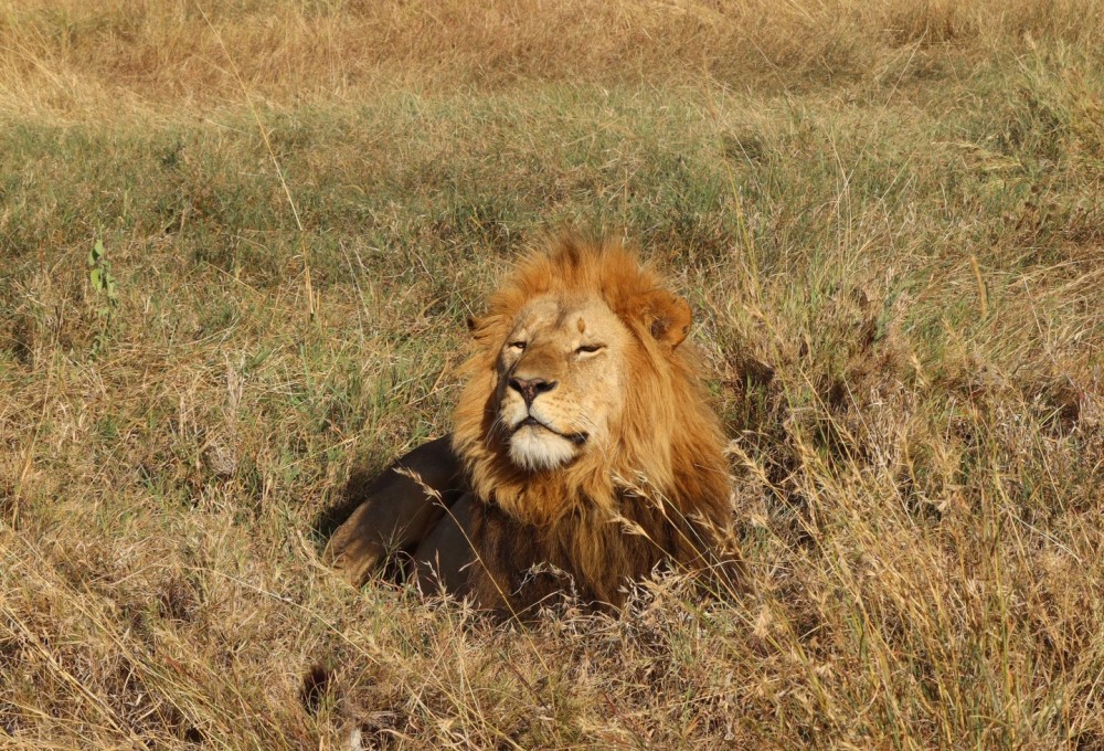 Tag 3: Serengeti Nationalpark