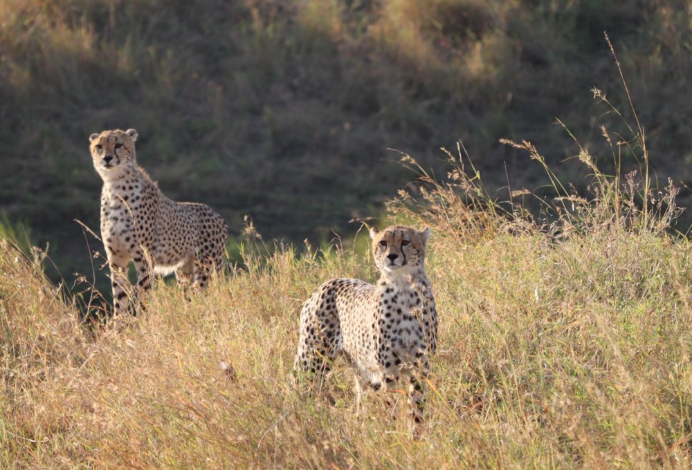 Tag 3: Serengeti Nationalpark
