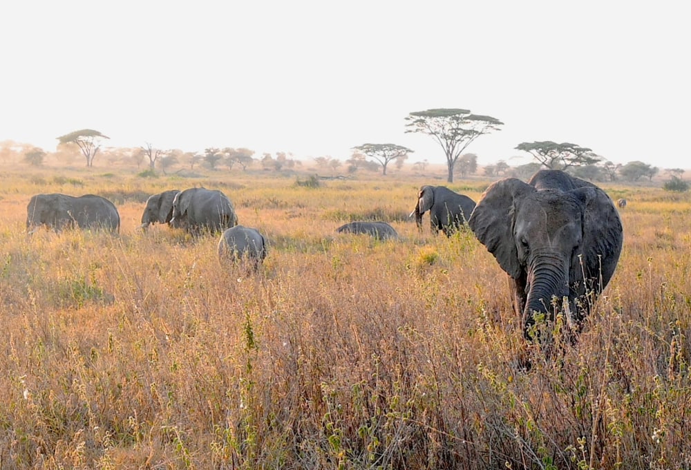 Tag 4: Sonnenaufgangs-Safari